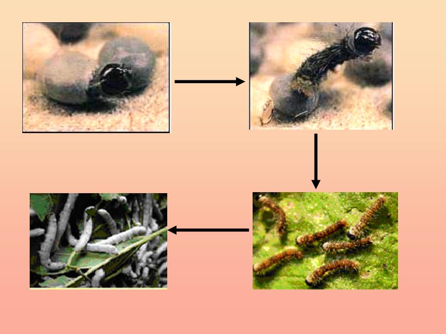 三年级科学下册 动物的生命周期 2 蚕的生长变化课件1 教科版_第2页