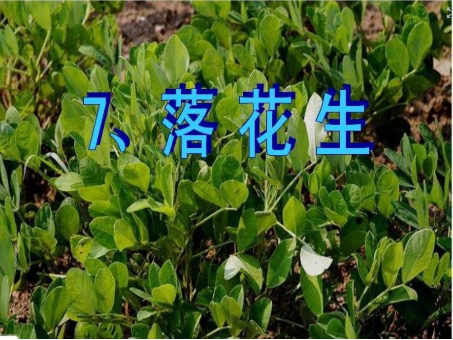 15《落花生》课件4_第2页