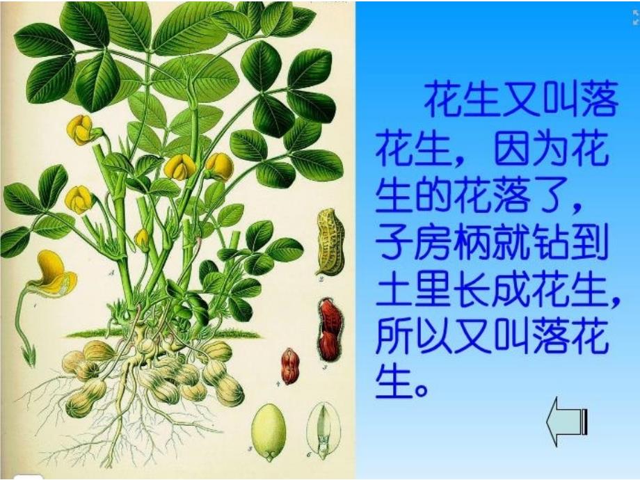 15《落花生》课件4_第3页