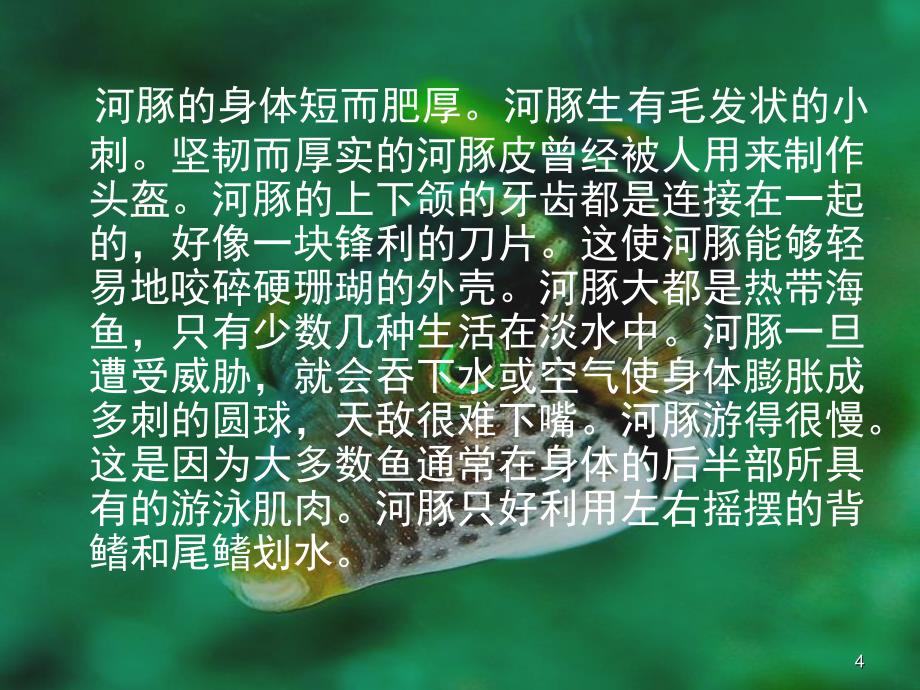 河豚鱼课堂PPT_第4页