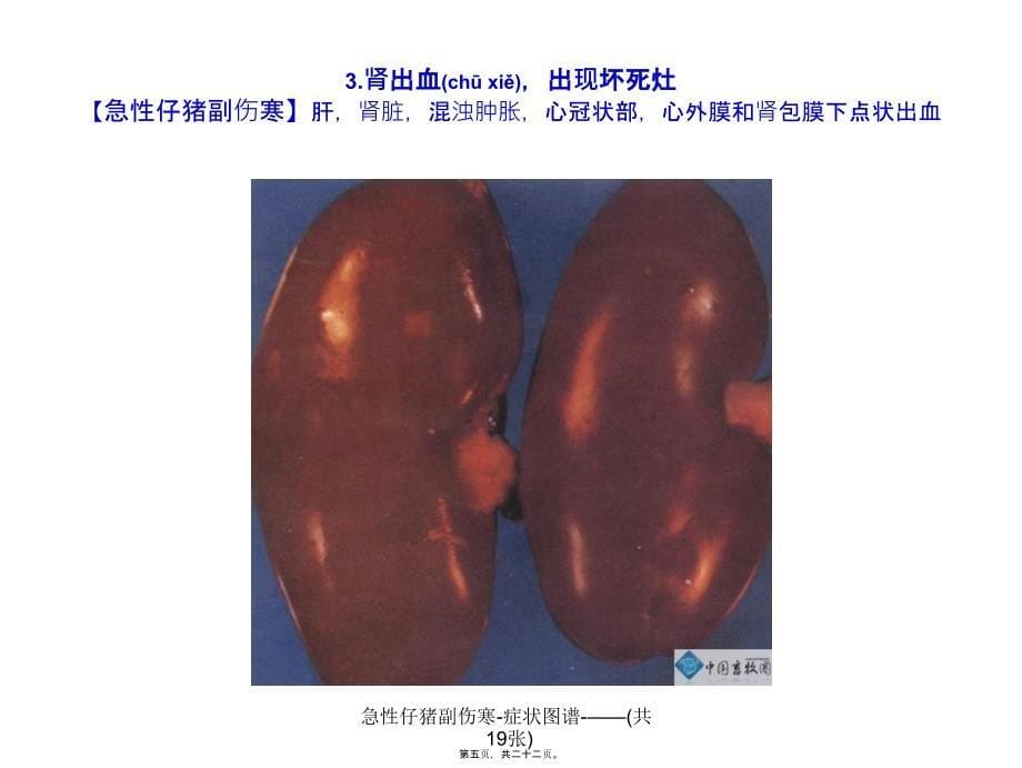 急性仔猪副伤寒-症状图谱-——(共19张)课件_第5页