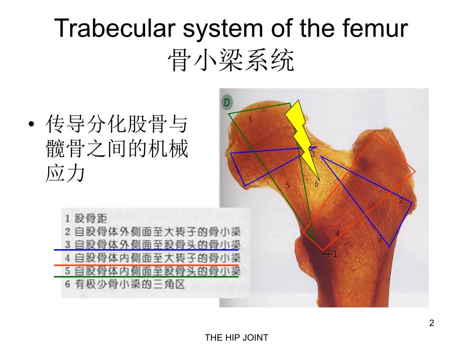 股骨颈骨折围手术期康复教学ppt课件_第2页