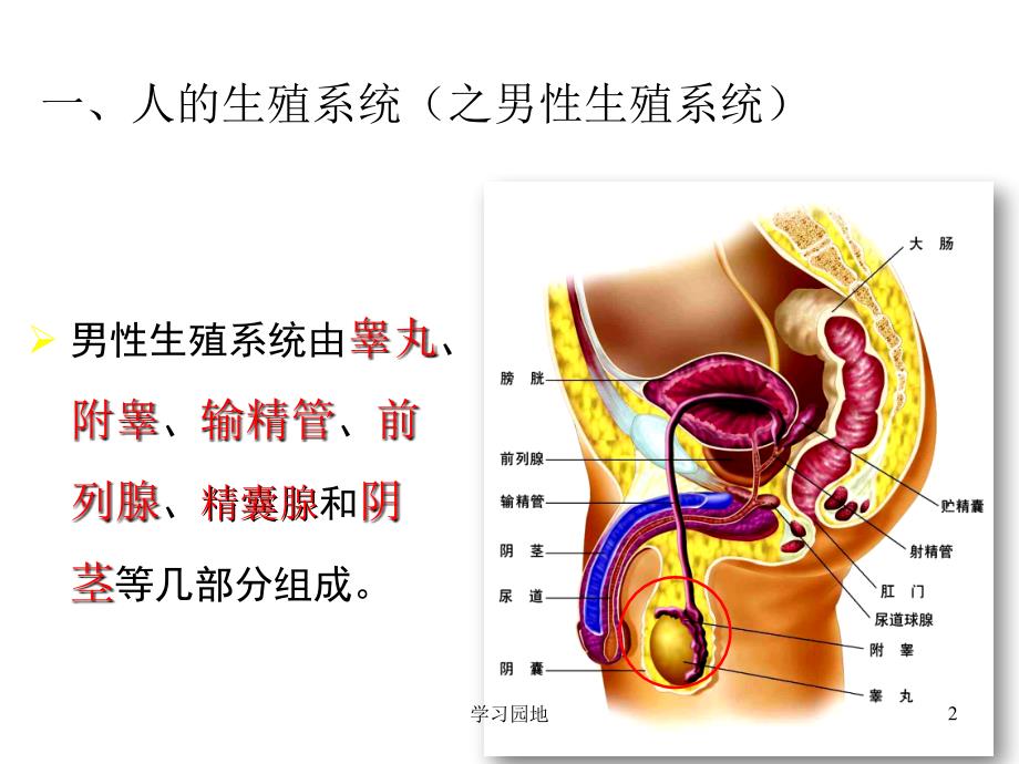 第十章生物的生殖和发育复习用知识发现_第2页