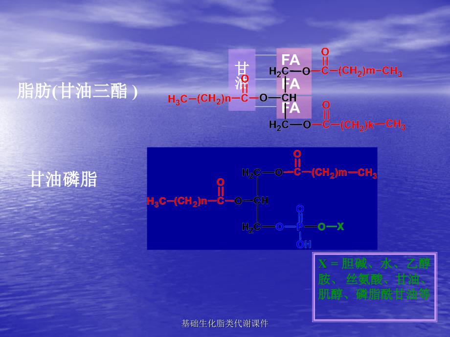 基础生化脂类代谢课件_第3页