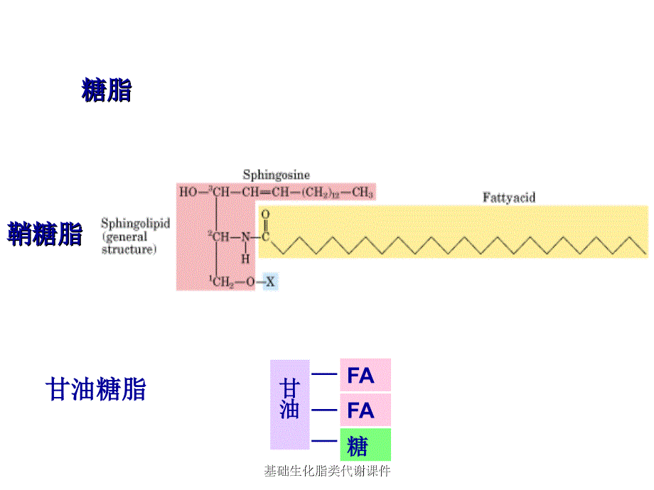 基础生化脂类代谢课件_第4页