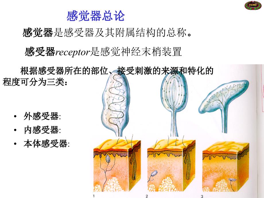 系统解剖学感觉器_第3页