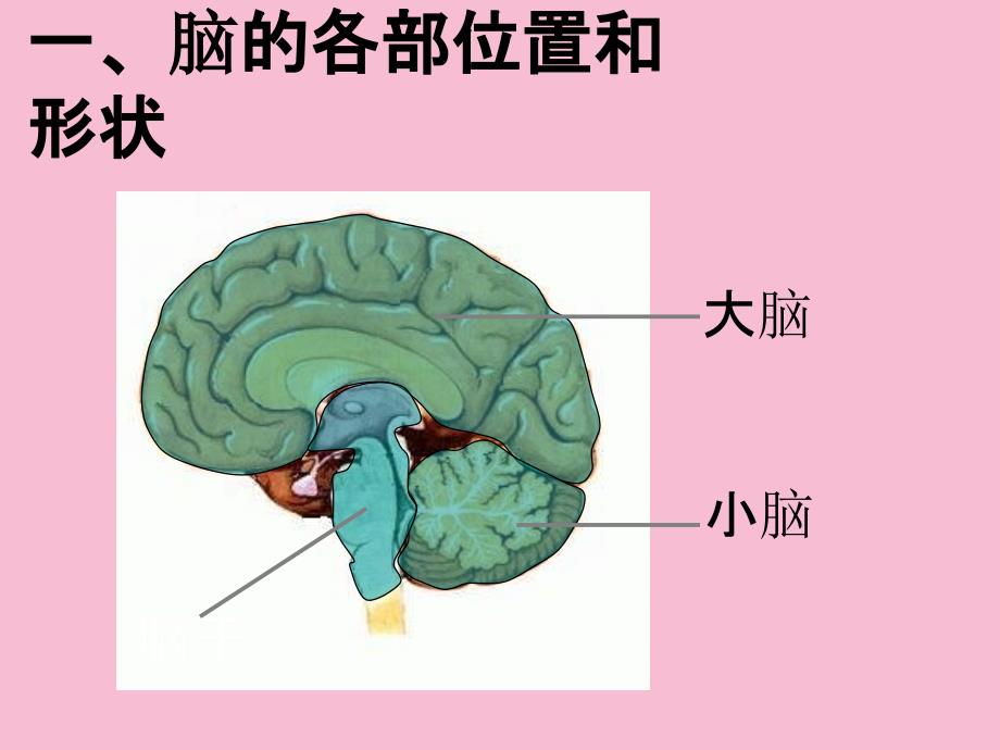 八年级生物脑和脑神经ppt课件_第4页