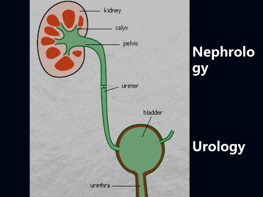 泌尿系统疾病课件：泌尿及男生殖整合_第2页