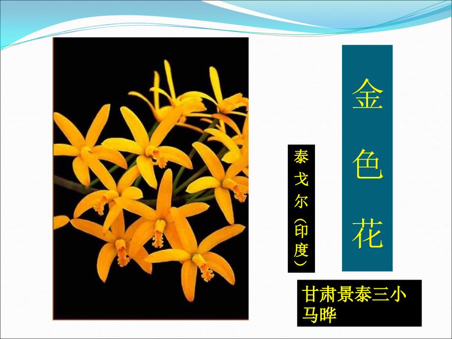 金色花PPT课件_第1页
