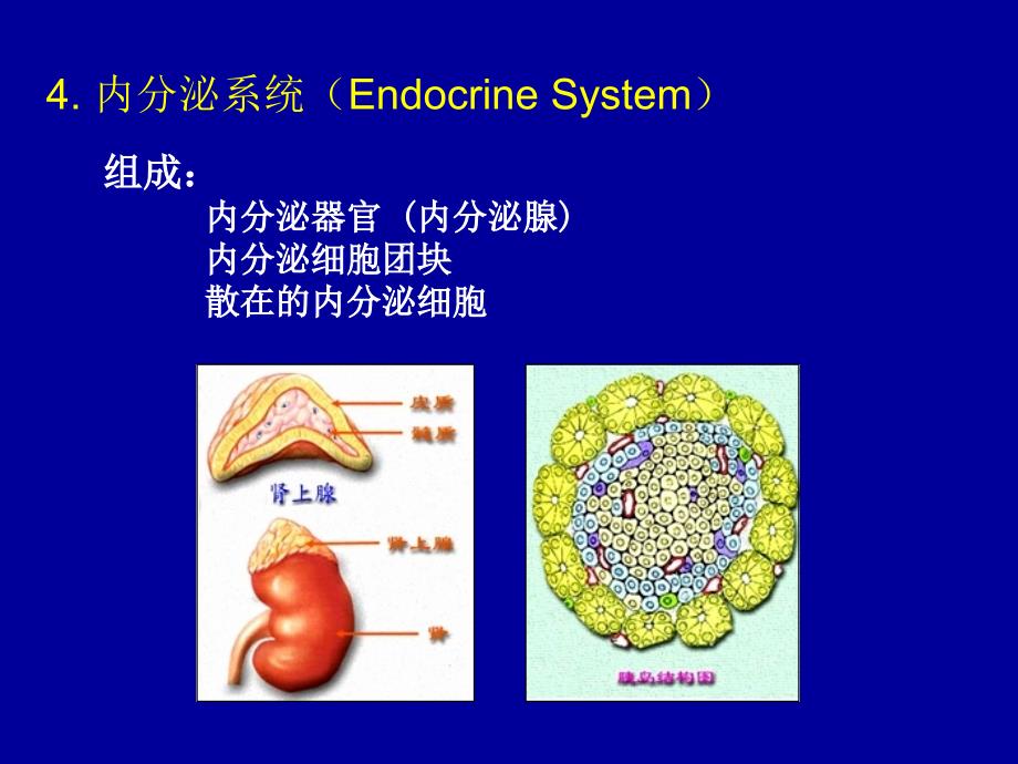 激素调节_第4页