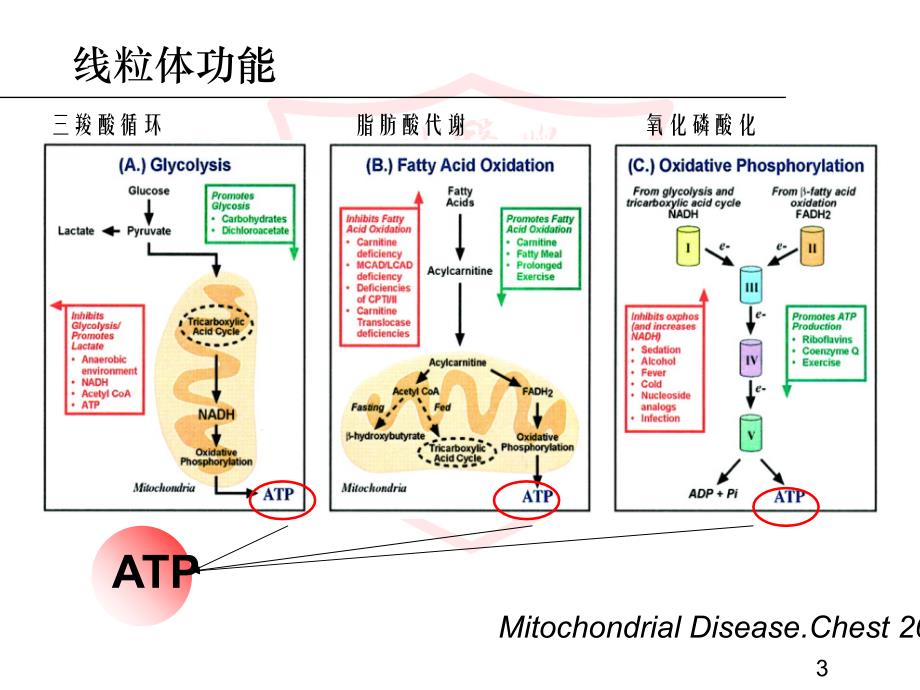 线粒体疾病的分子诊断_第3页