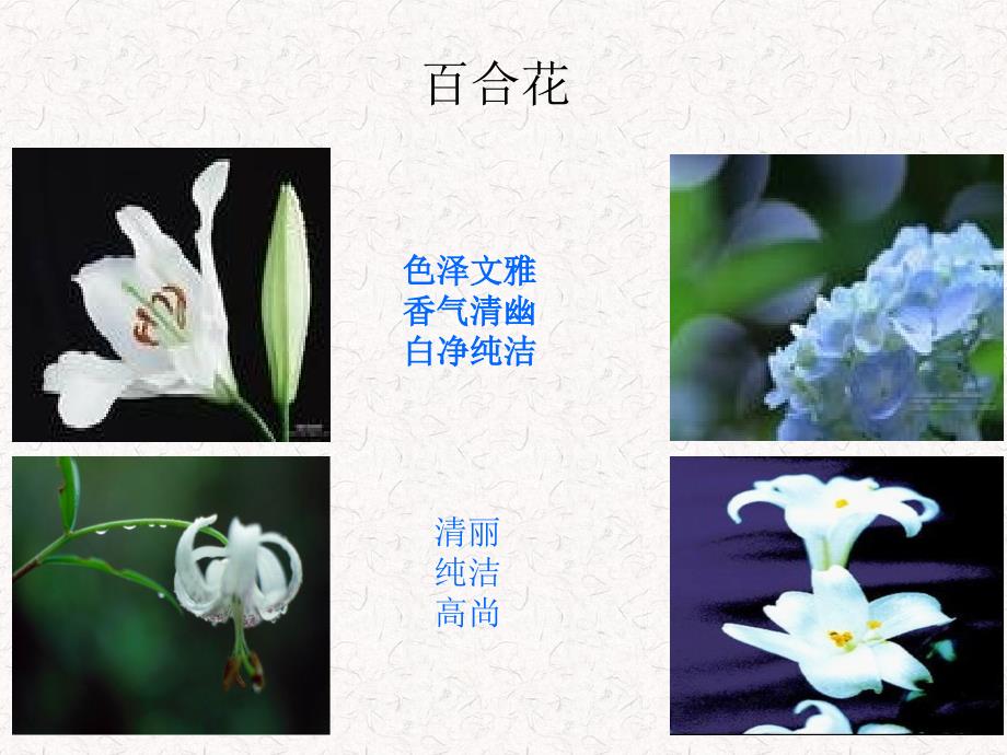 百合花123PPT_第2页