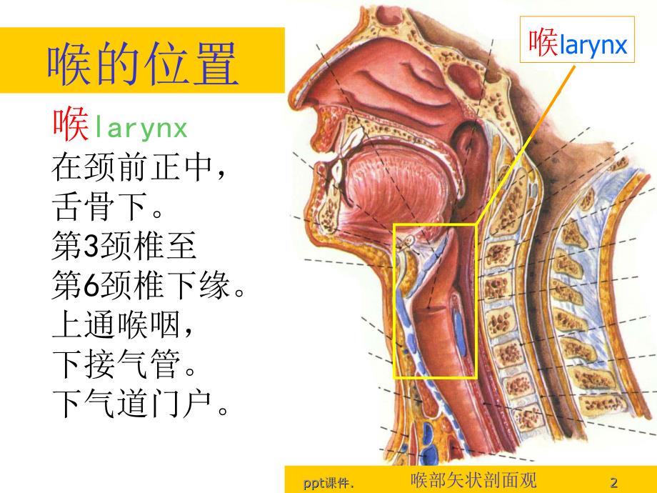 喉解剖喉阻塞精选幻灯片_第2页