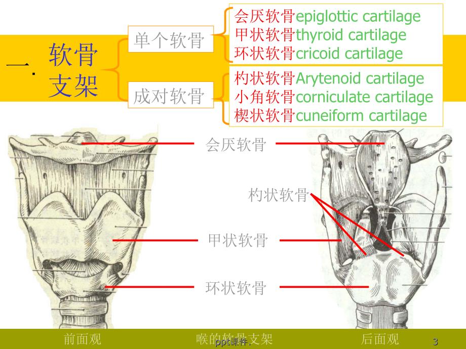 喉解剖喉阻塞精选幻灯片_第3页