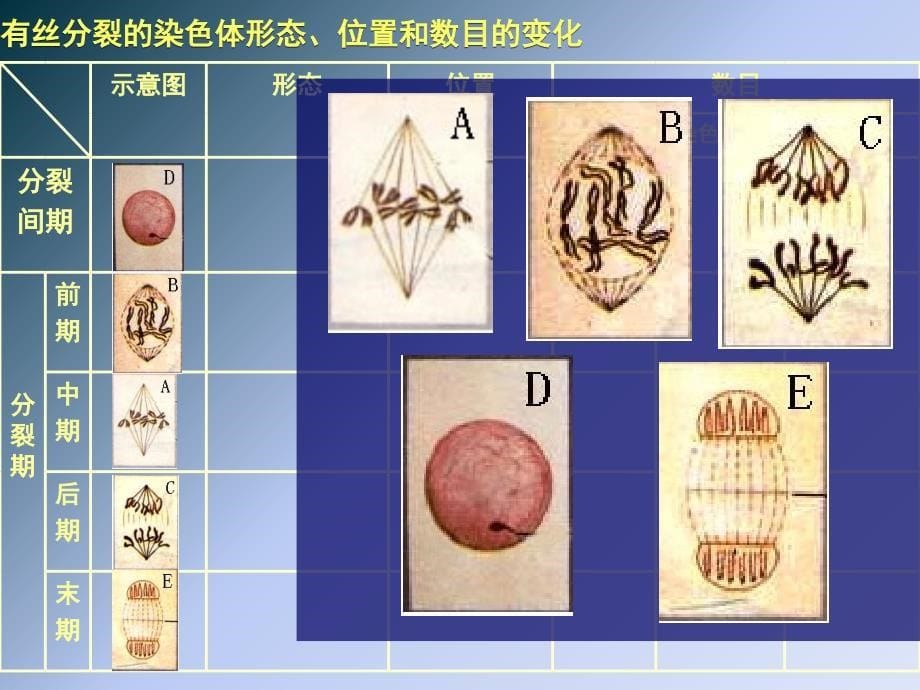 高中生物《细胞的增殖》课件2（24张PPT）（新人教版必修1）_第5页