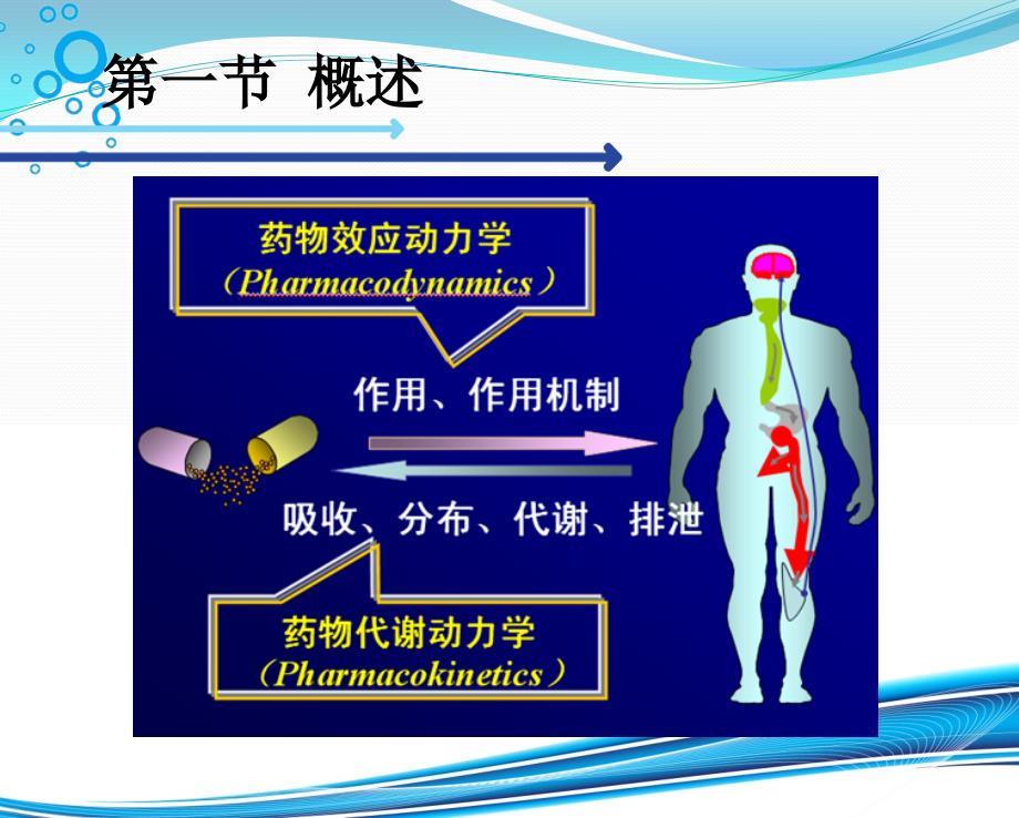 生理药物代谢动力学模型及其实践_第3页