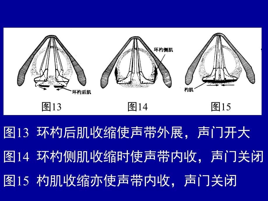 喉弹性膜此膜为一宽阔弹性组织-左右各一-被喉室分为课件_第5页