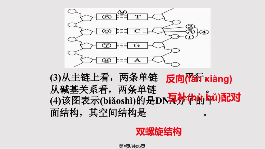 DNA分子结构与复制实用教案_第1页