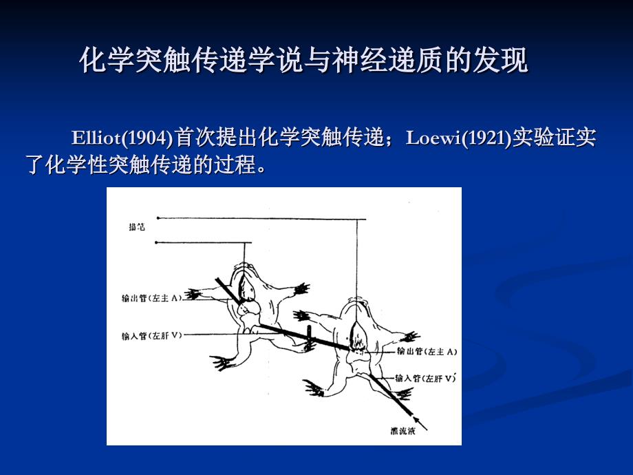 第5章 神经递质与神经肽 神经递质_第2页