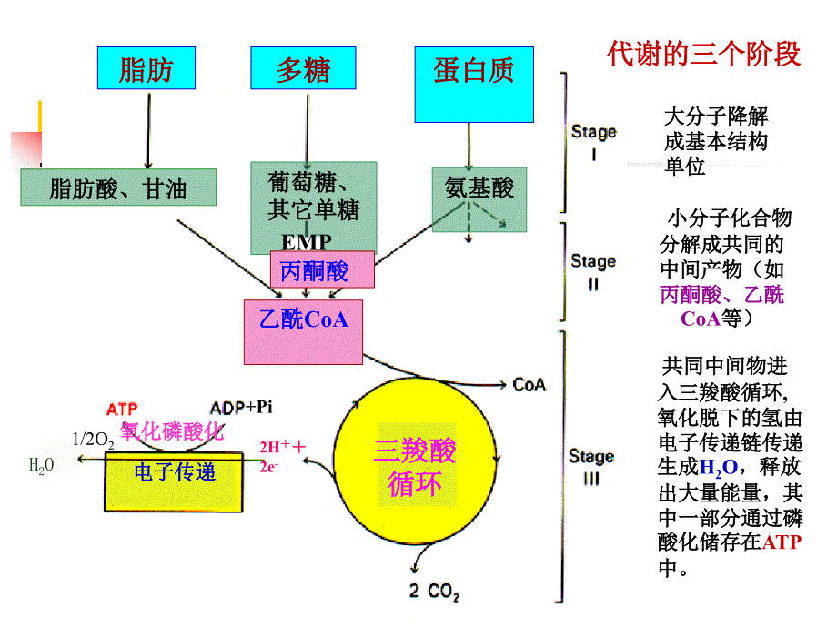 糖类与糖类代谢_第4页