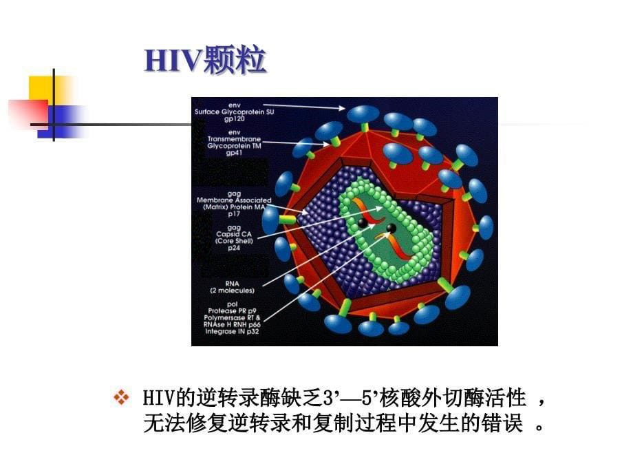 HIV抗体检测技术_第5页