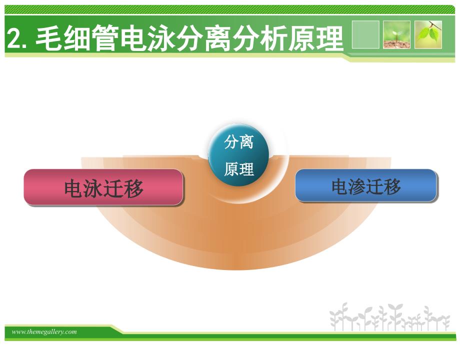 CE-MS在中药现代化中的应用.ppt_第4页