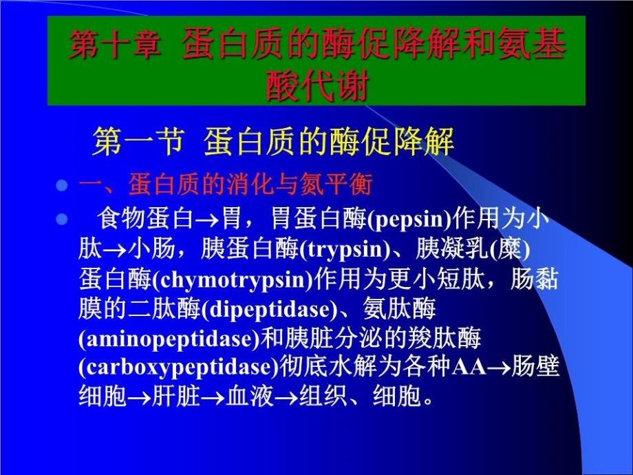 生物化学-蛋白质分解代谢.ppt_第2页