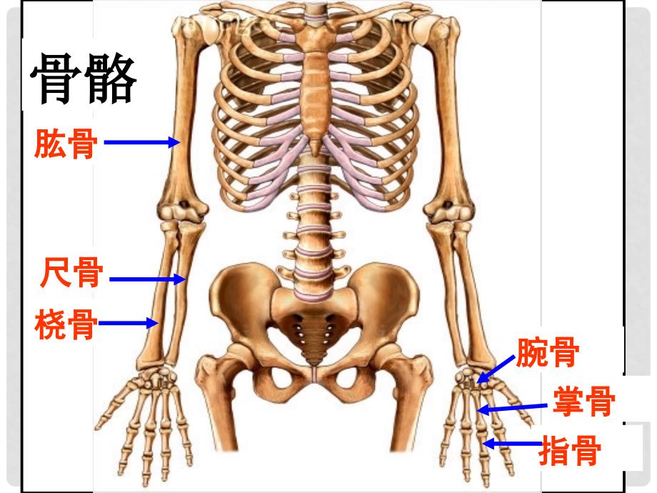 福建省福州市师范高等专科附属中学八年级生物上册 5.2.1 动物的运动课件 （新版）新人教版_第4页