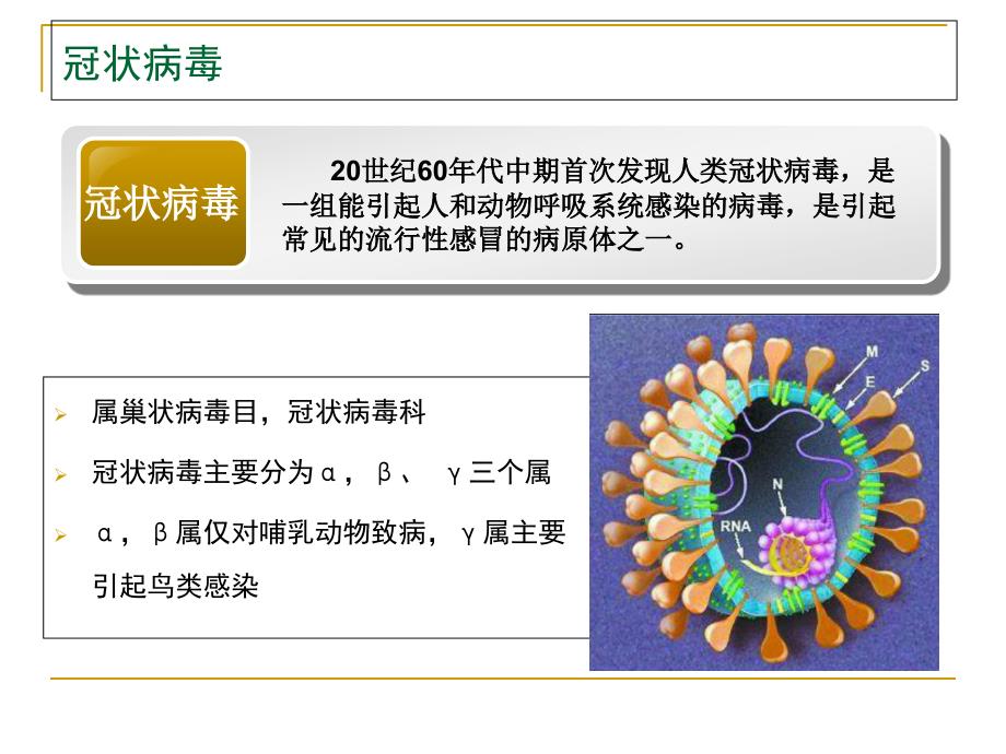 《新型冠状病毒》PPT课件_第4页