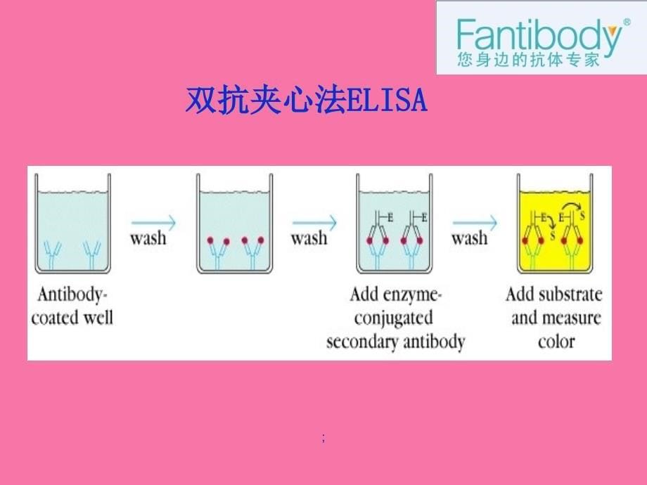 ELISA实验原理方法仪器流程图和注意事项分析ppt课件_第5页