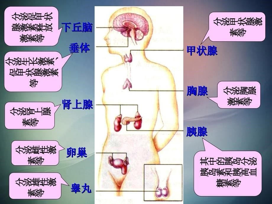 高中生物第二章动物和人体生命活动的调节22通过激素的调节1课件新人教版必修3_第5页