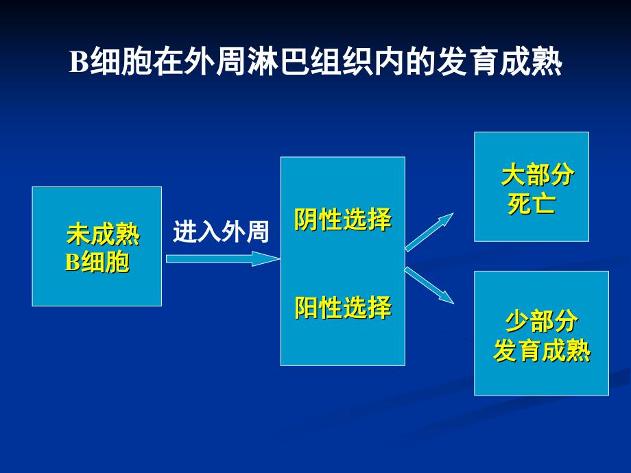 免疫学6B淋巴细胞_第2页