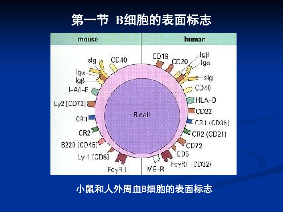 免疫学6B淋巴细胞_第3页