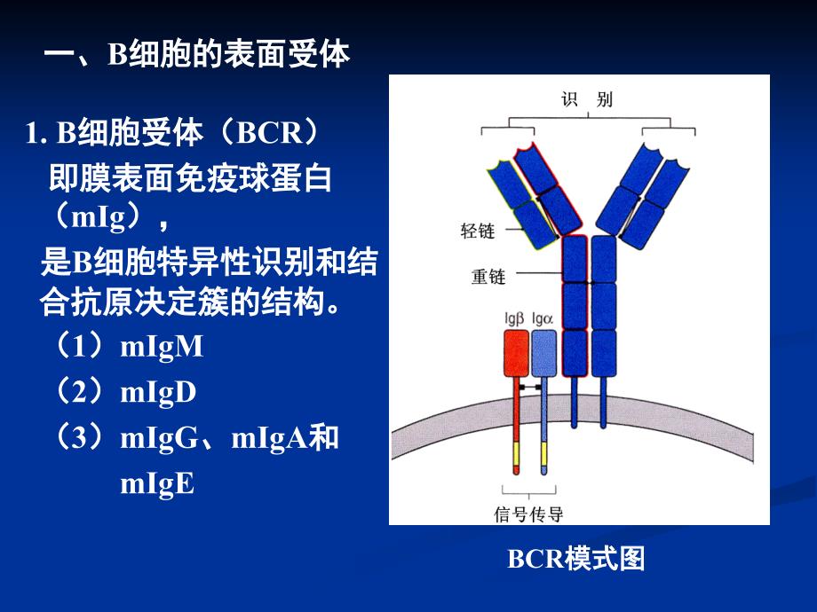 免疫学6B淋巴细胞_第4页