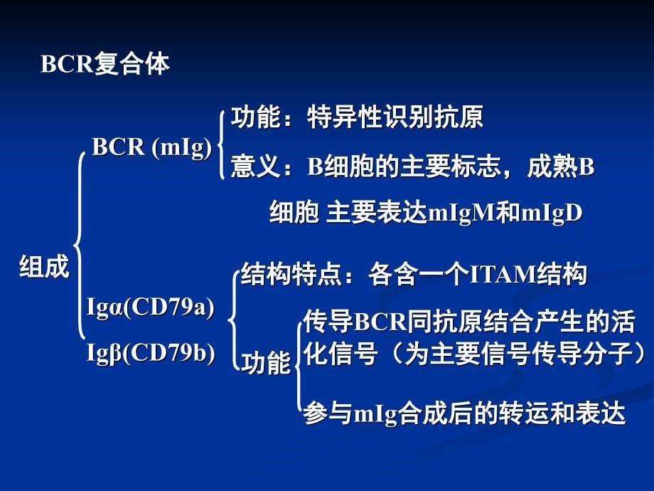 免疫学6B淋巴细胞_第5页