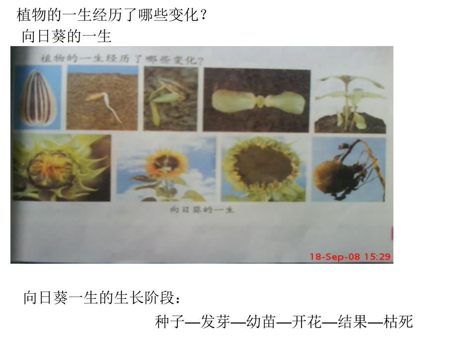 一7植物有哪些相同特点_第4页