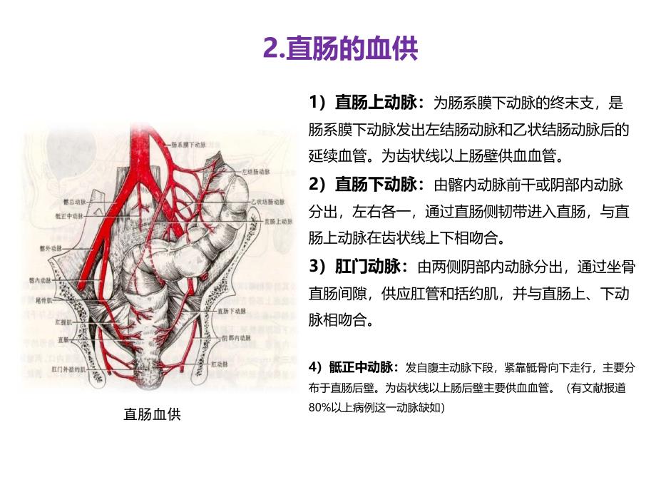 直肠相关解剖学基础及直肠癌常用术式图文_第4页