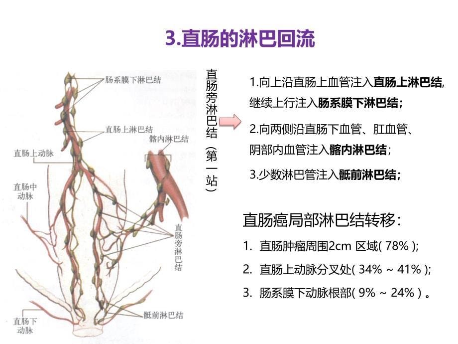 直肠相关解剖学基础及直肠癌常用术式图文_第5页