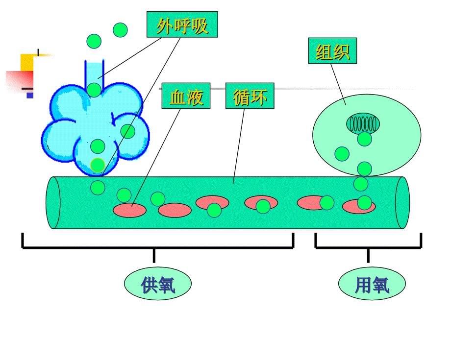 病理生理学(缺氧).ppt_第5页