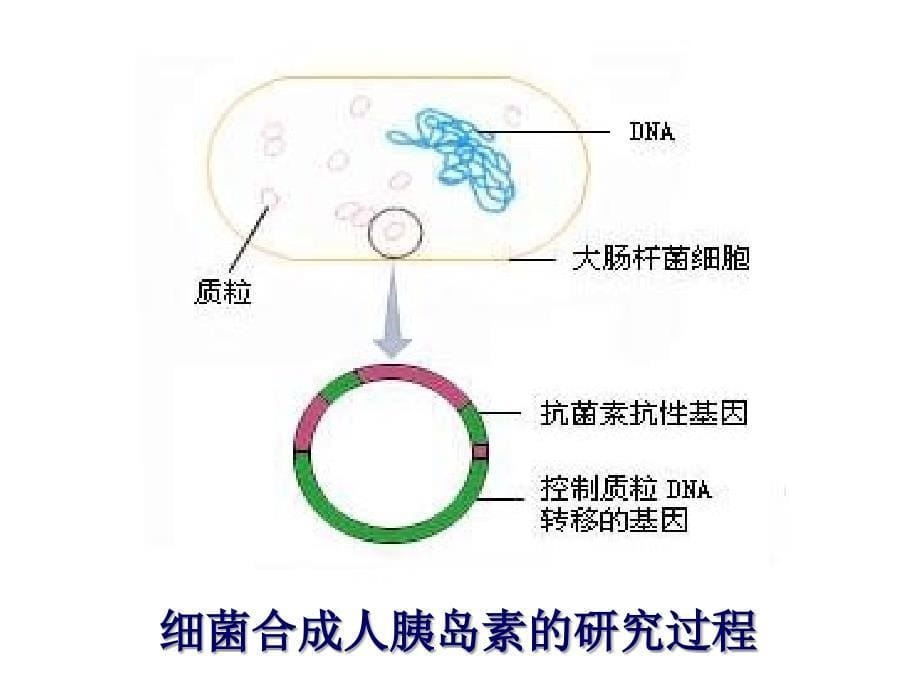 北师大 八年级下册 25-2现代生物技术_第5页