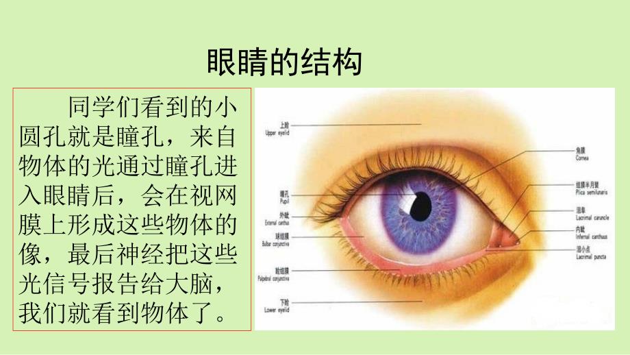 四年级语文上册教学课件-口语交际：爱护眼睛保护视力-部编版_第3页