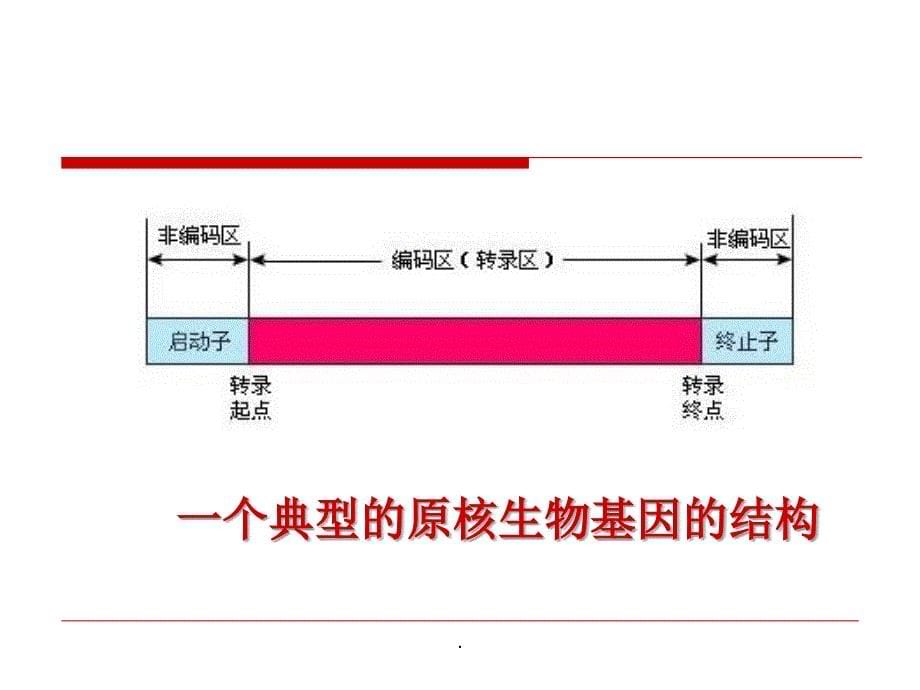 第六章原核生物基因表达调控_第5页