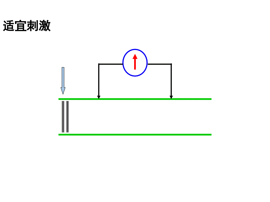 神经冲动的生与传导_第3页