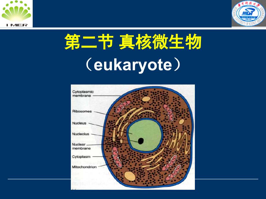 微生物课件 第三章第二节真核微生物_第1页