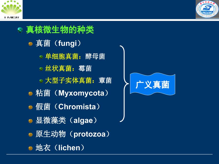 微生物课件 第三章第二节真核微生物_第3页