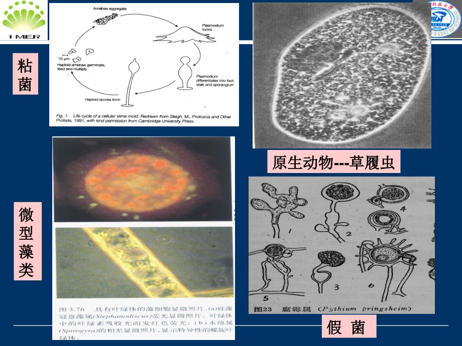 微生物课件 第三章第二节真核微生物_第4页