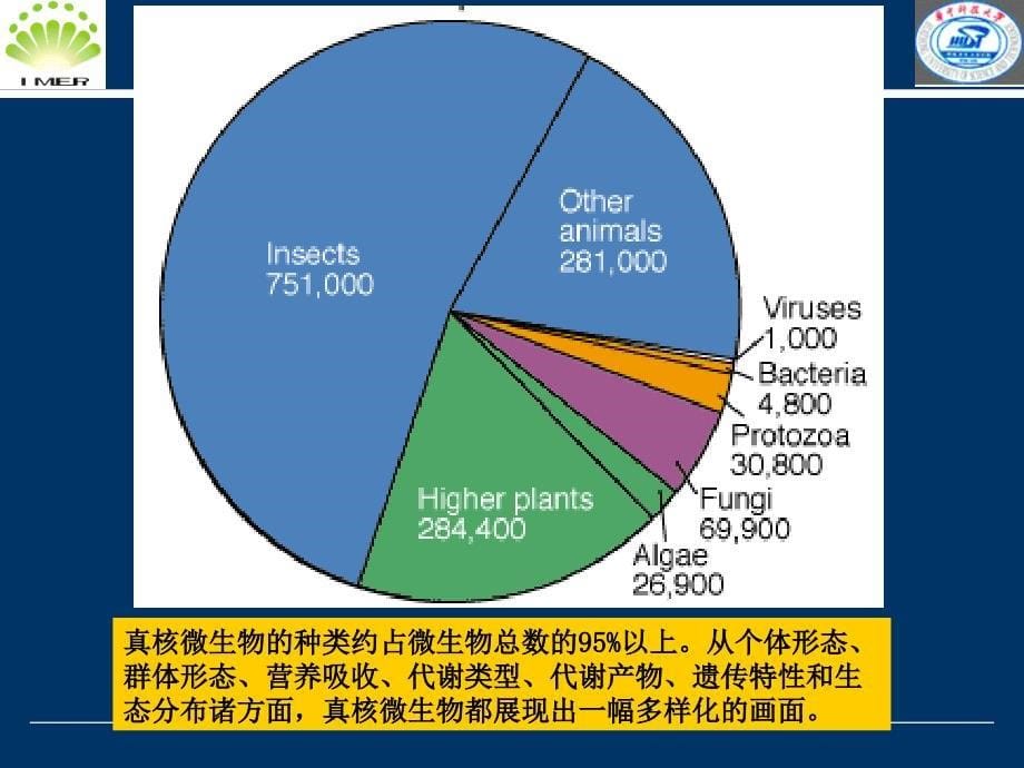 微生物课件 第三章第二节真核微生物_第5页