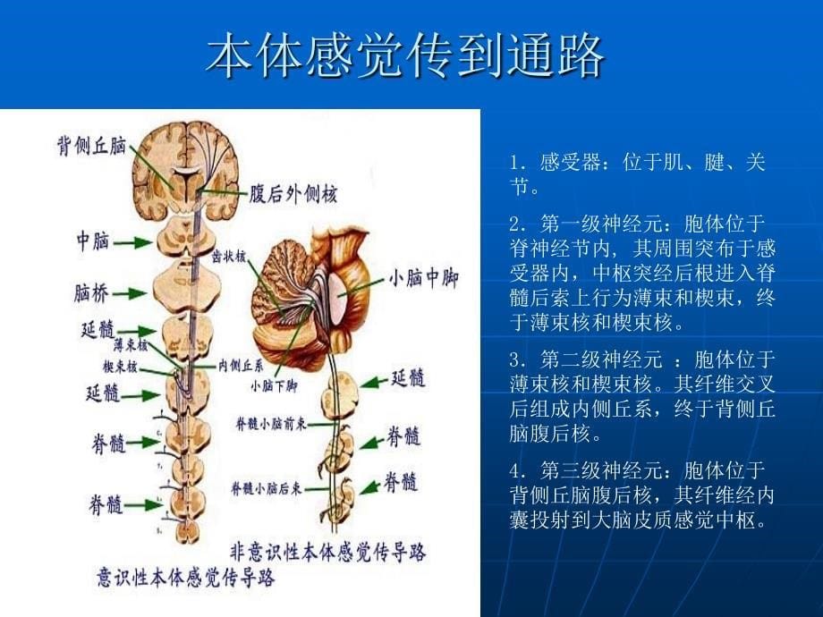 手足外科相关神经病变_第5页