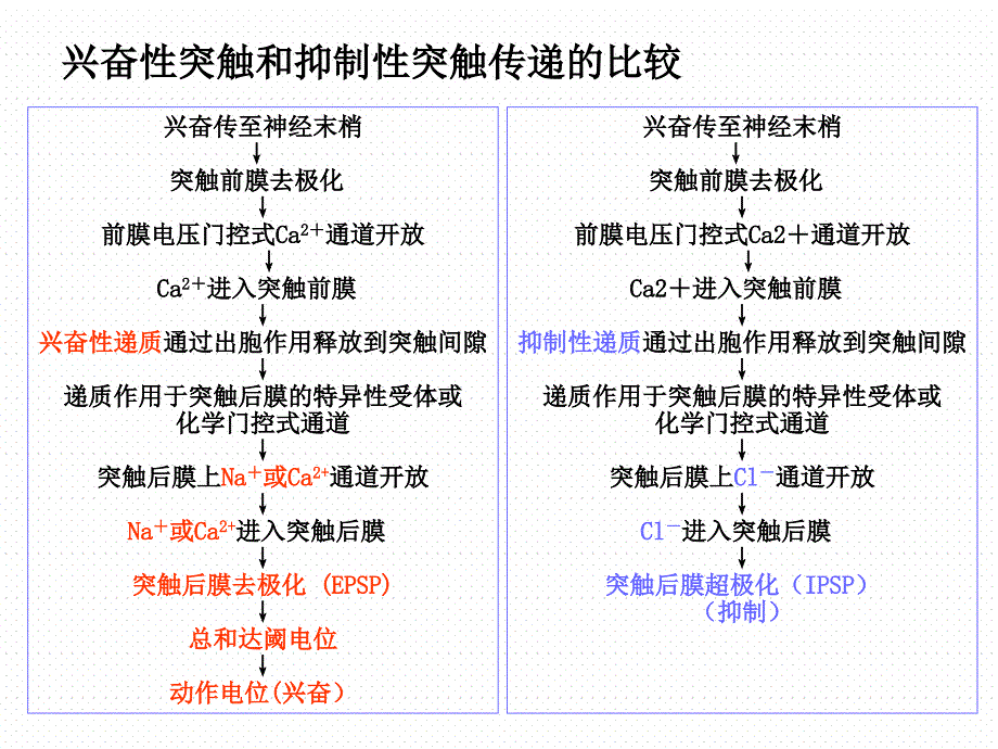 生理学课件：第九篇 神经系统1_第4页