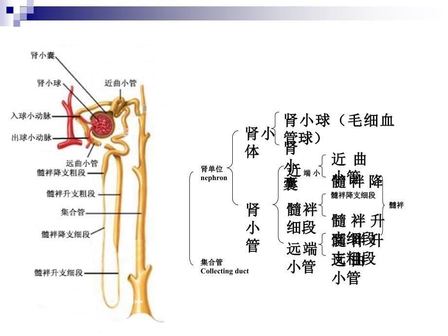 动物生理学泌尿(修改).ppt_第5页